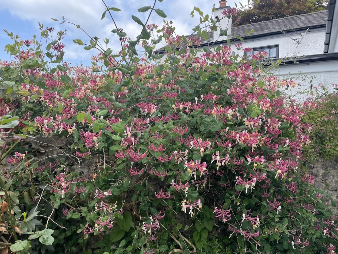 Simple Luxury in Brecon Beacons Village House