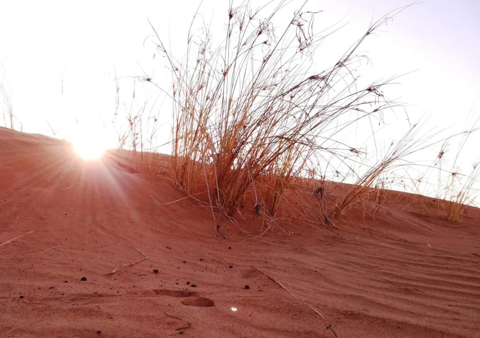 Sand Delight Desert Camp
