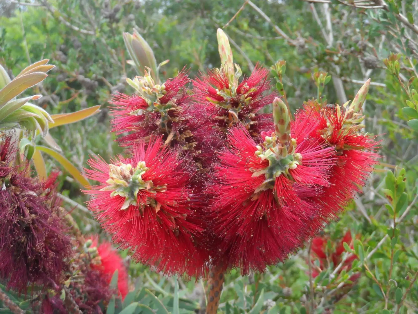 Tennessee Hill Chalets