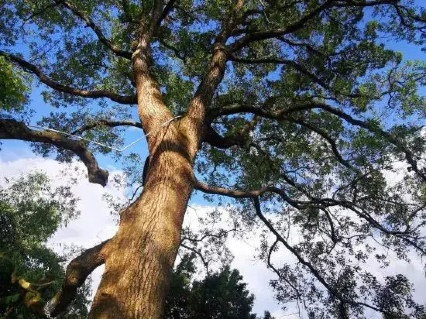 Yingxi Peak Forest Corridor Cuiying Residence