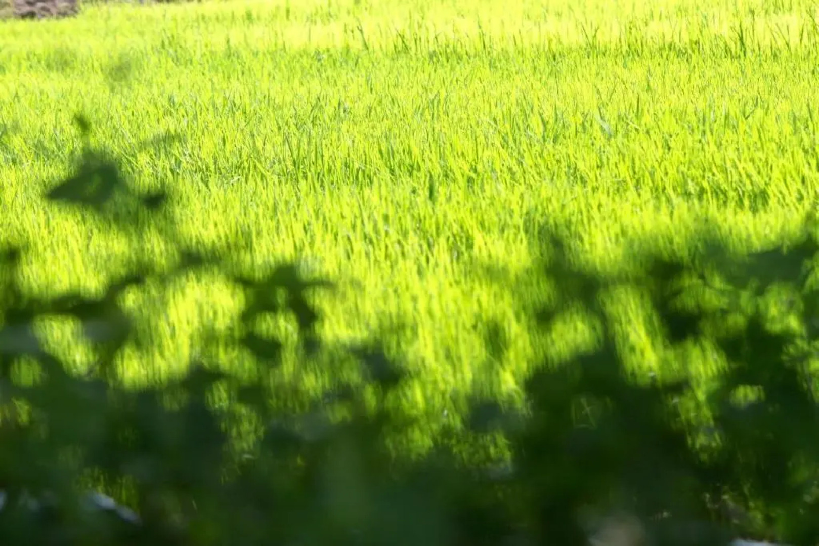 CoTo Starlight Boutique Hotel