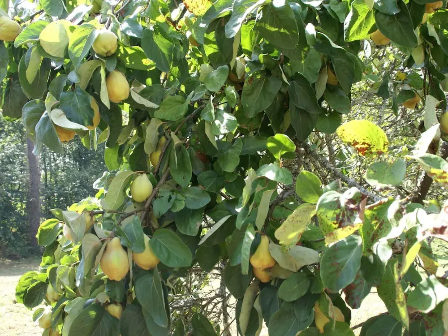 Refined Holiday Home in Villefranche-du-perigord With Garden