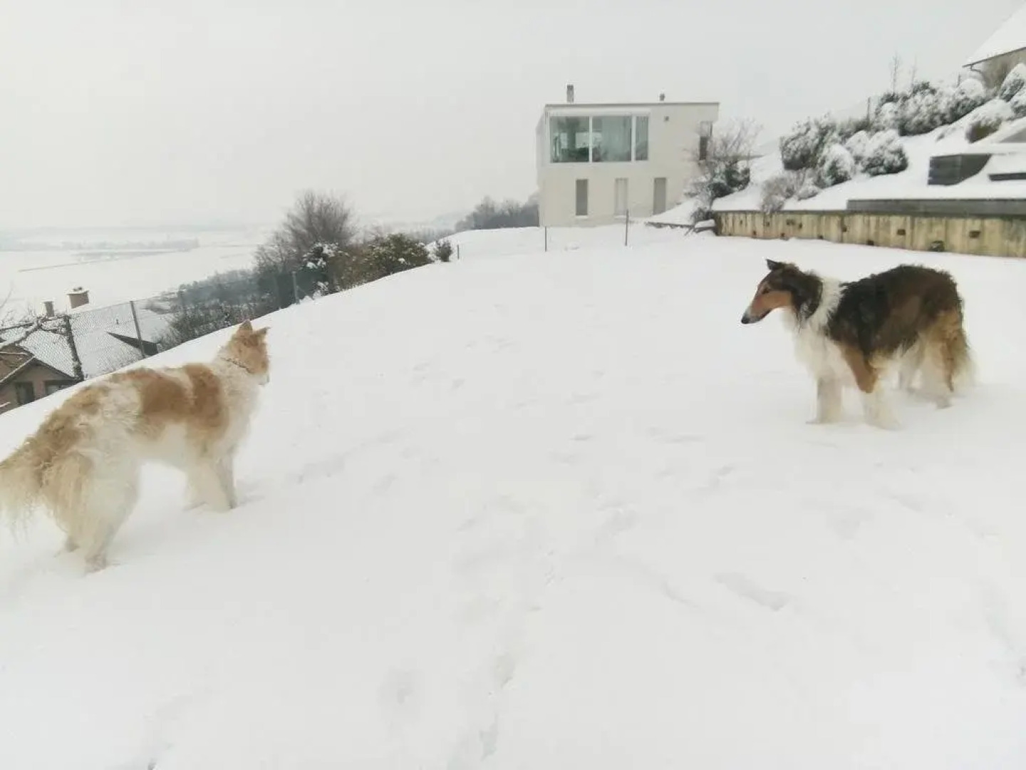 Swiss Borzoi House