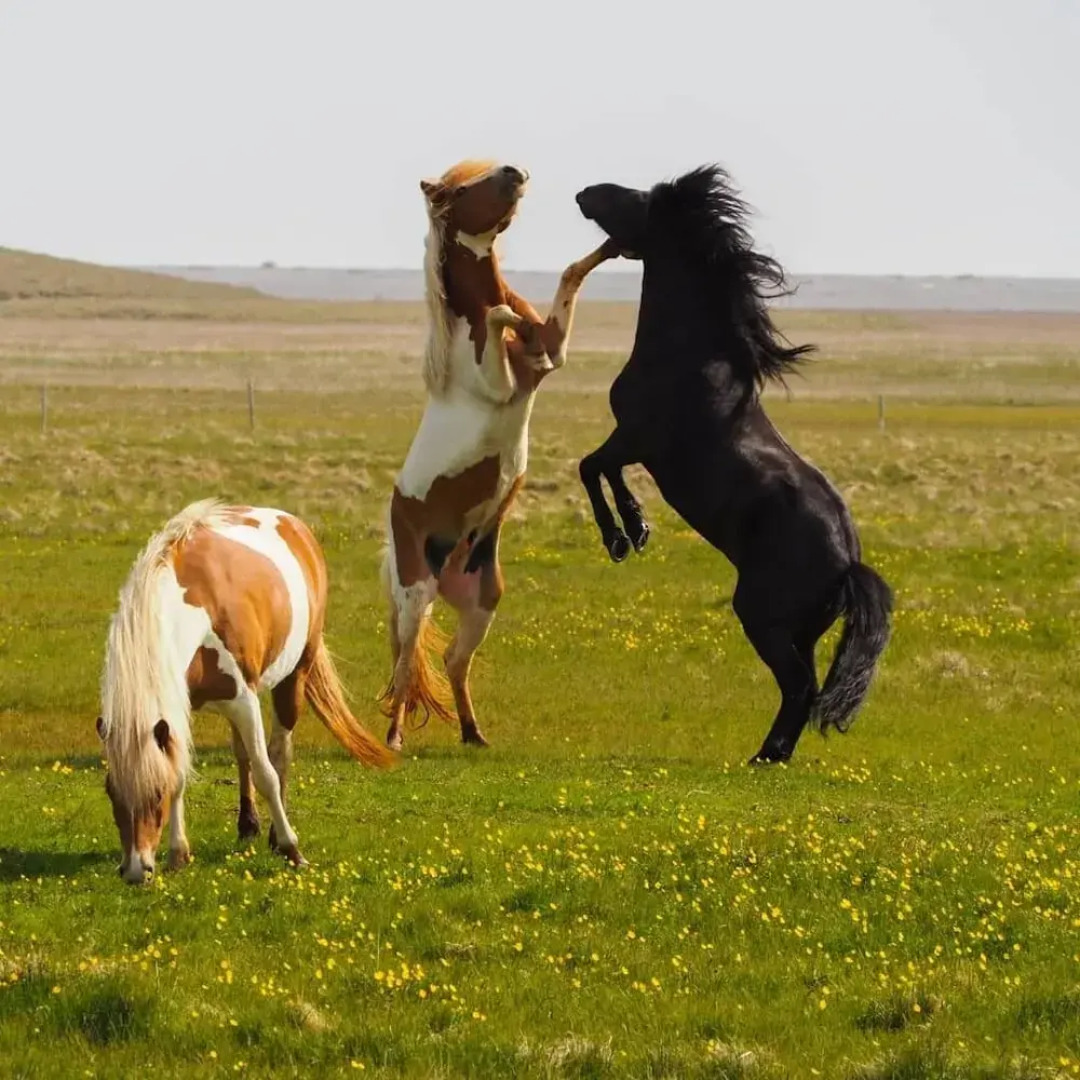 Vagnsstadir HI Hostel