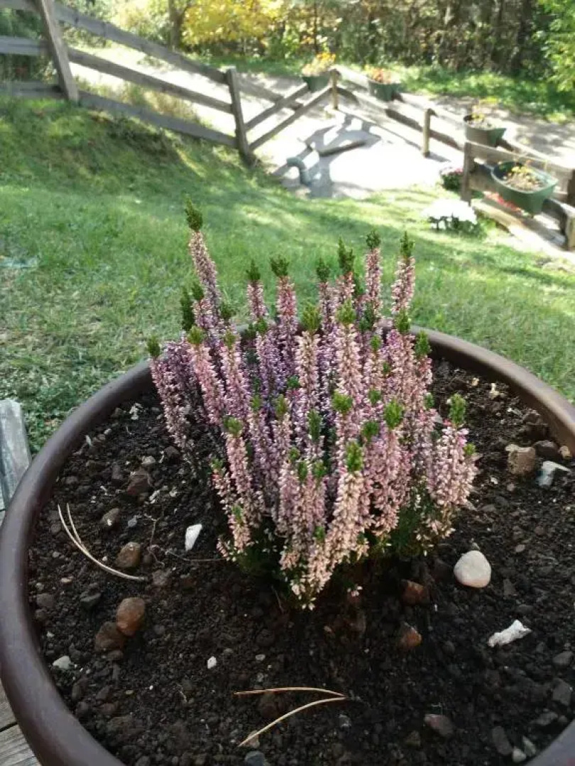 Planinska kuca Petkovac