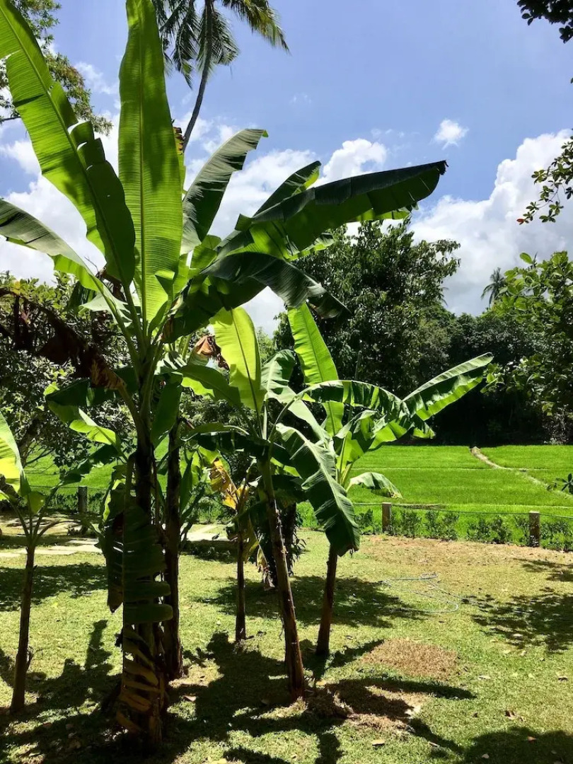 UYANA pure indulgence