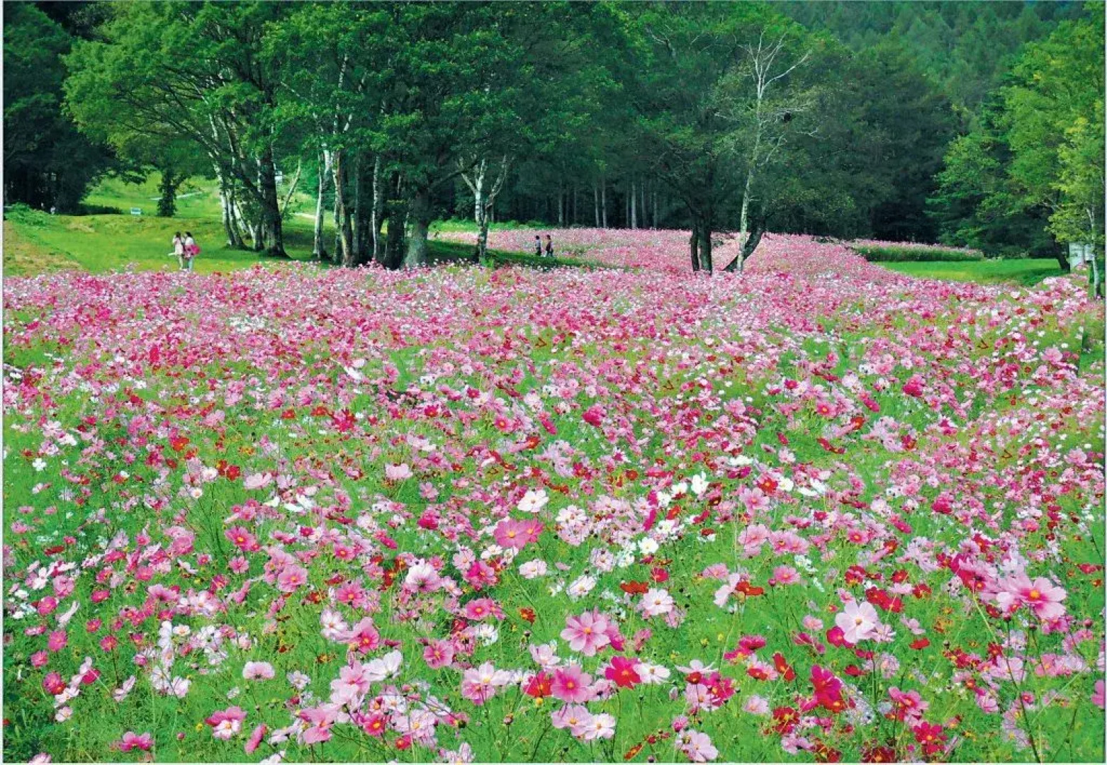 Country Pension Mori no Symphony