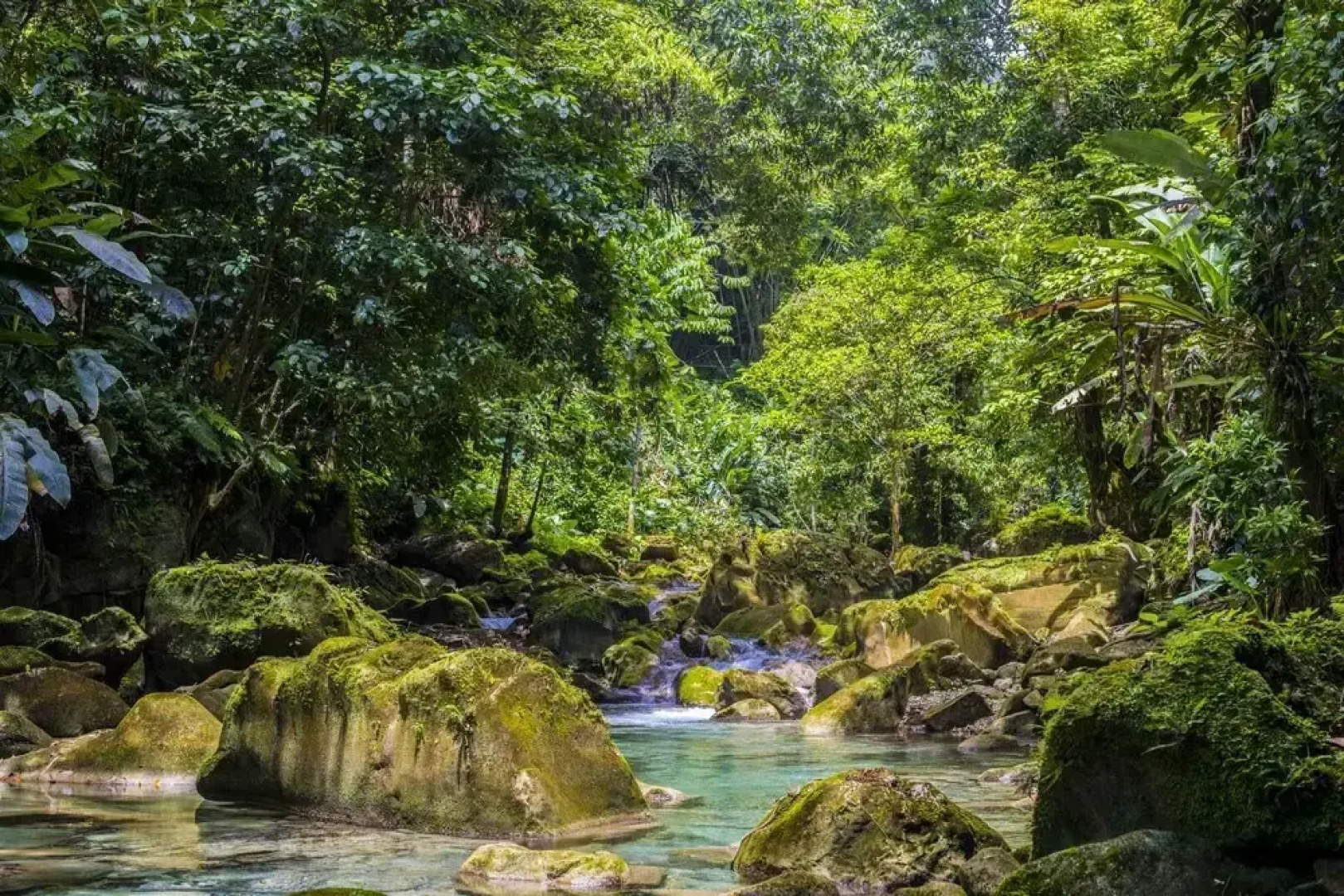 Go Natural Jamaica Retreats