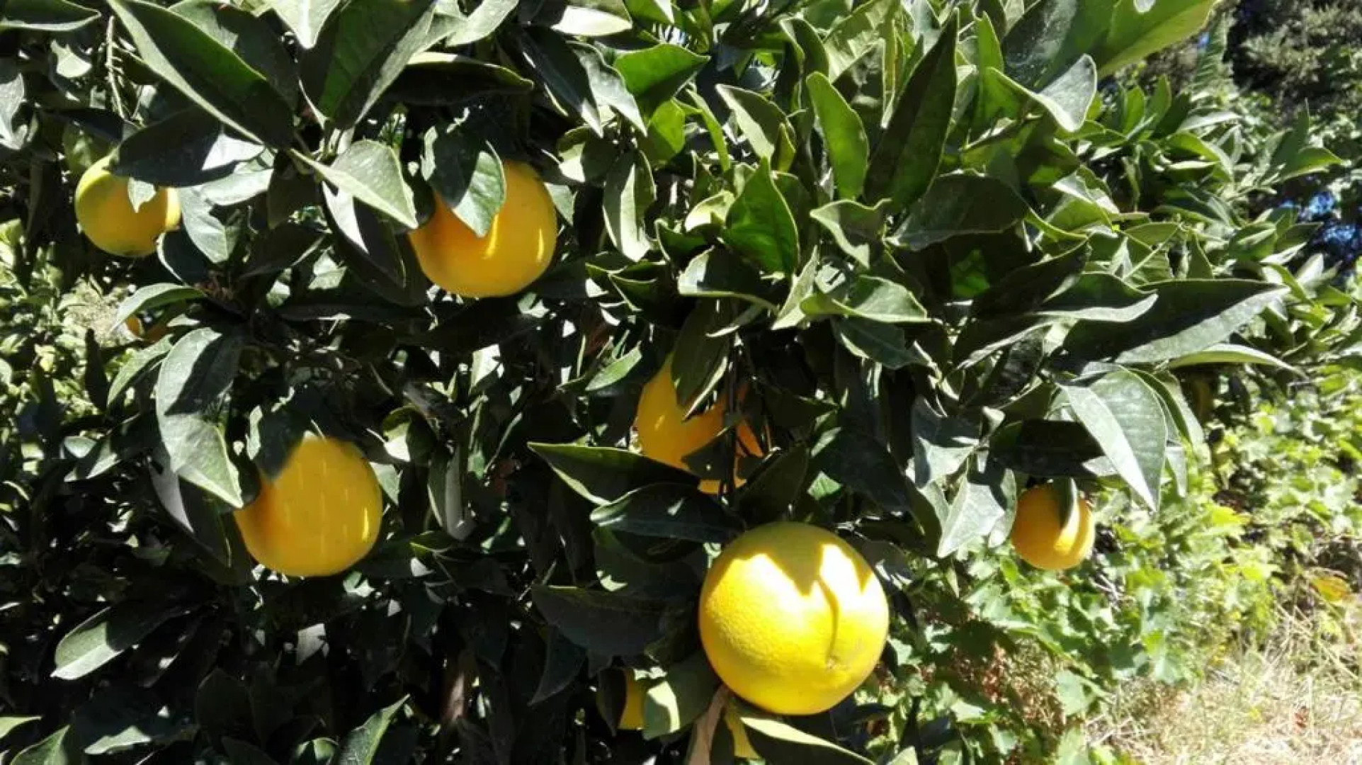 Rodos Paradise Villa