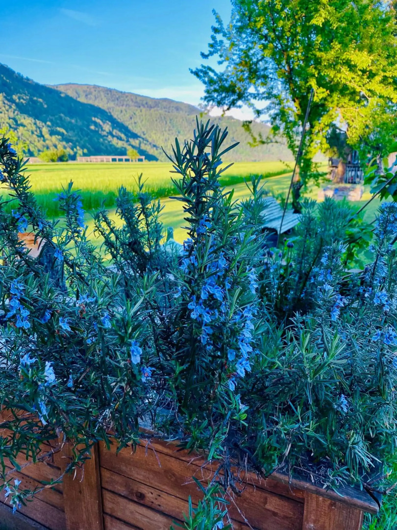 Rooms & Apartment ZALA