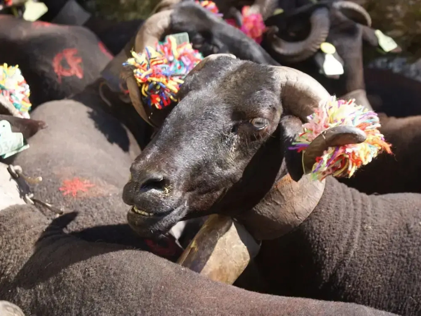 Holiday Home in Covas With Eco Pool