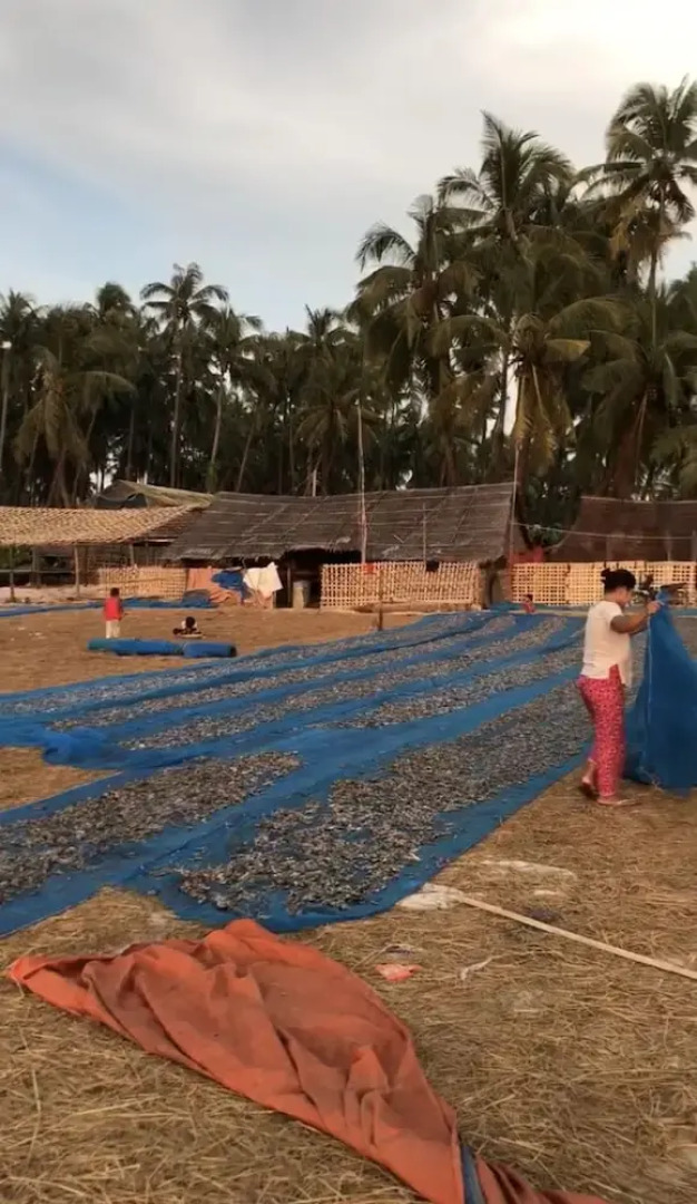 Sea Breeze Lodge Ngapali