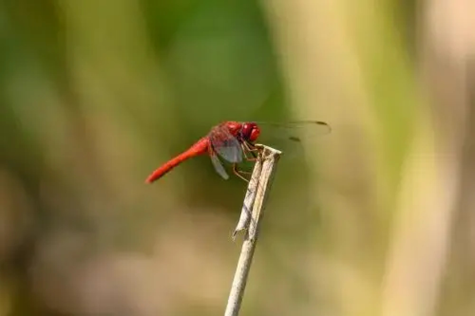 Danube Delta Hostel Homestay