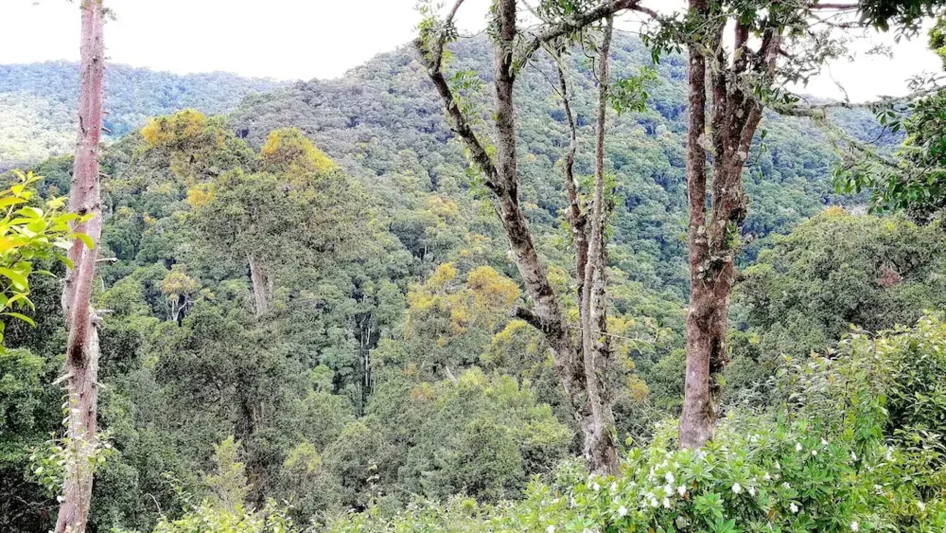 Quaint Mtn Cabins in San Gerardo Dota