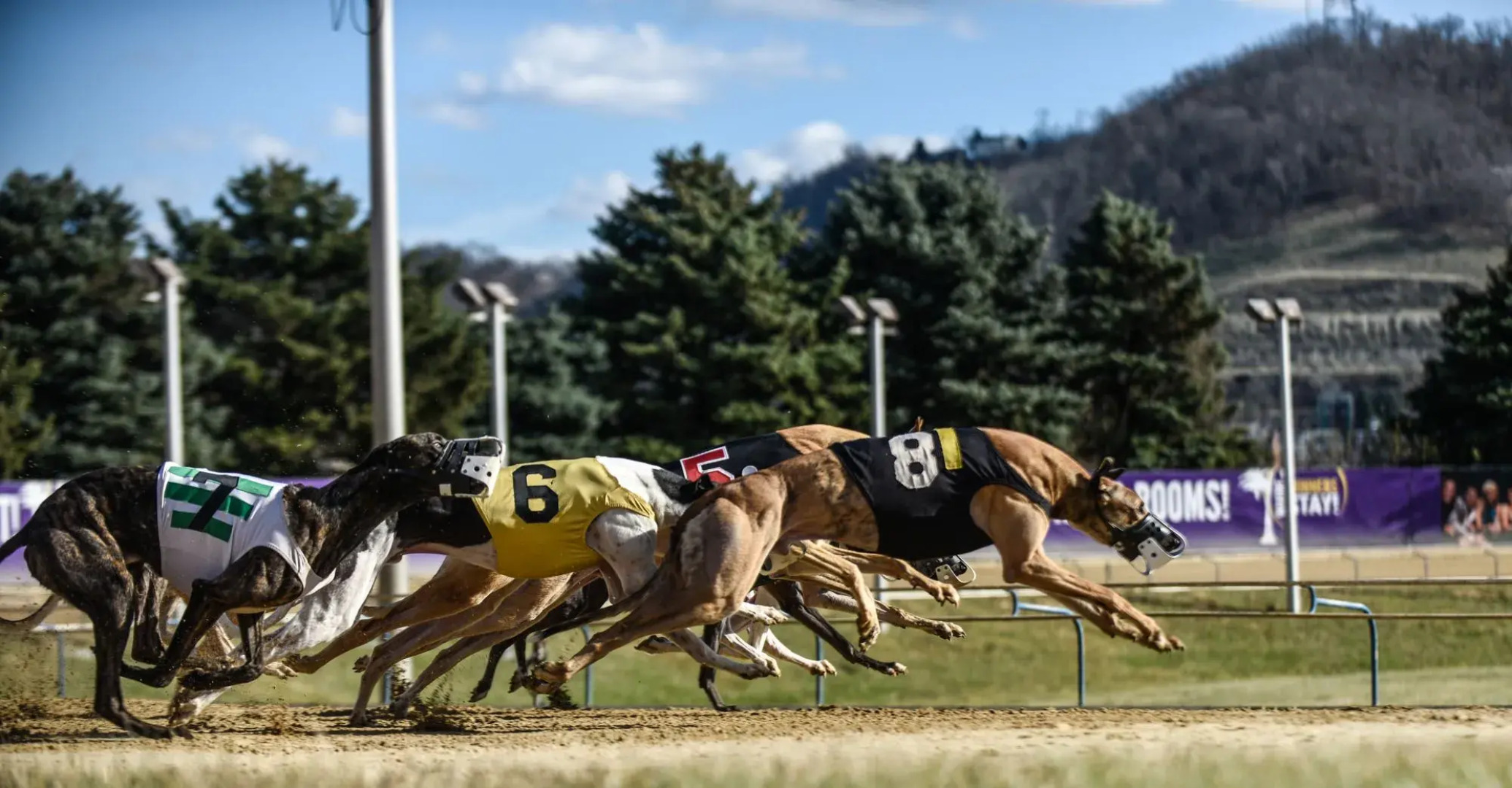 Wheeling Island Hotel-Casino-Racetrack