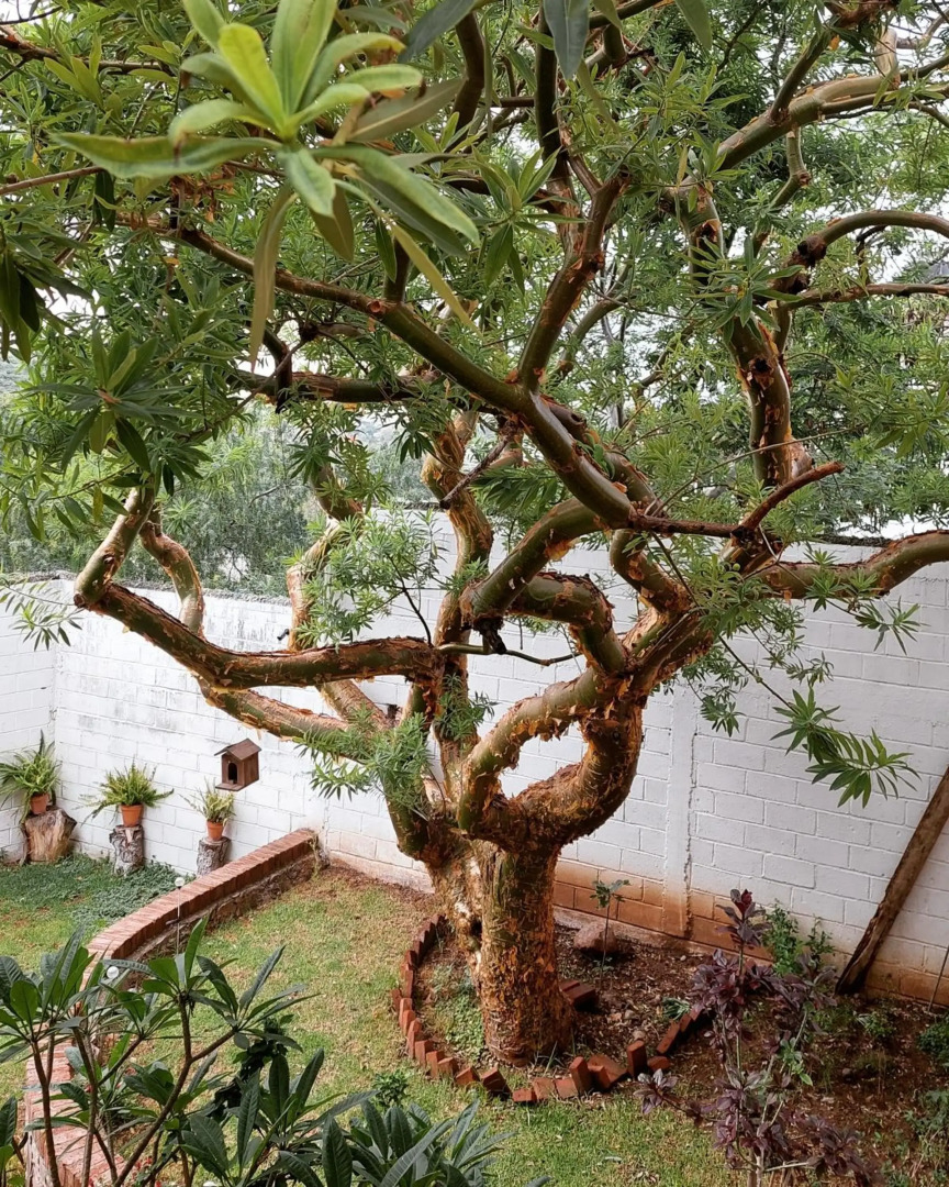 Casa Estela y Virgilio B&B