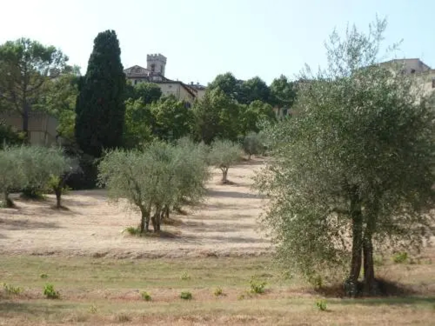 Campo Agli Olivi