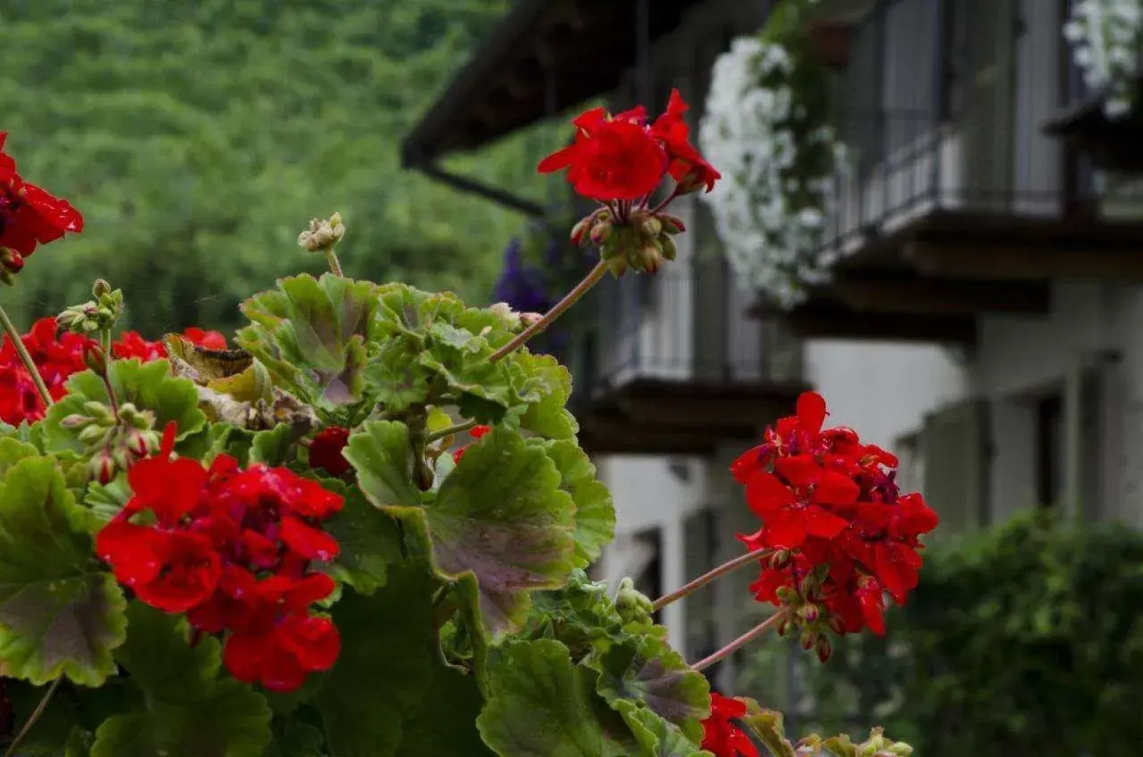 Sul Bric Dei Capalot