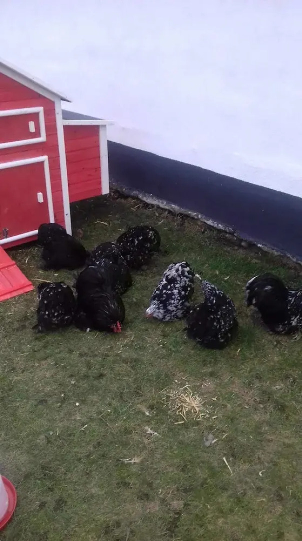 Pensionat Lugn&Ro&Minizoo