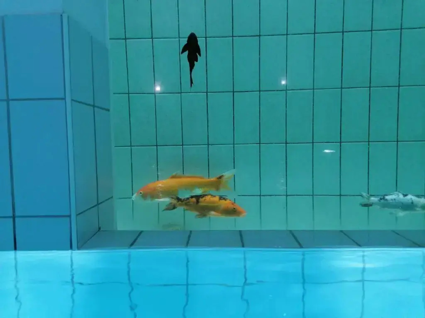 Adler Hotel-Pension 3 Sterne