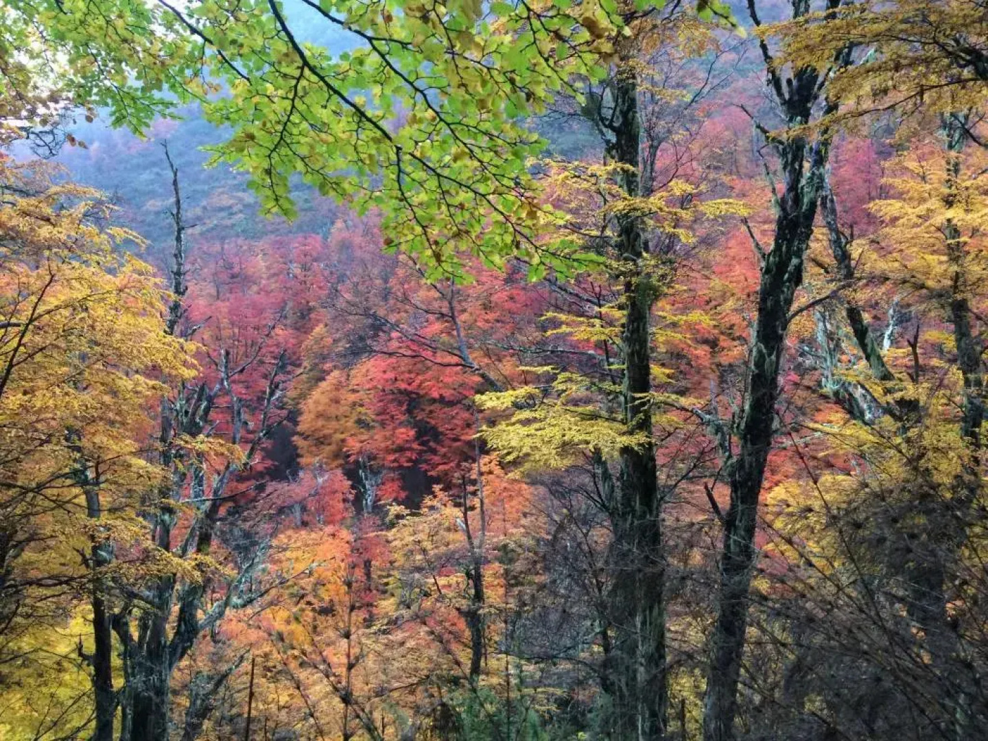 Altos de la Montaña