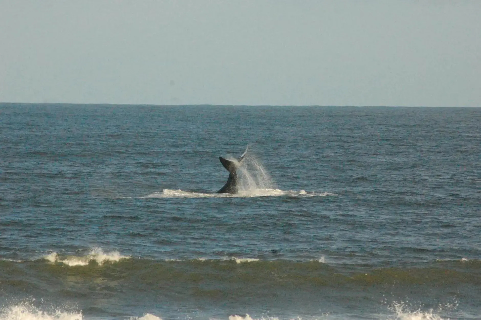 Kaiha (Witsand, Western Cape)