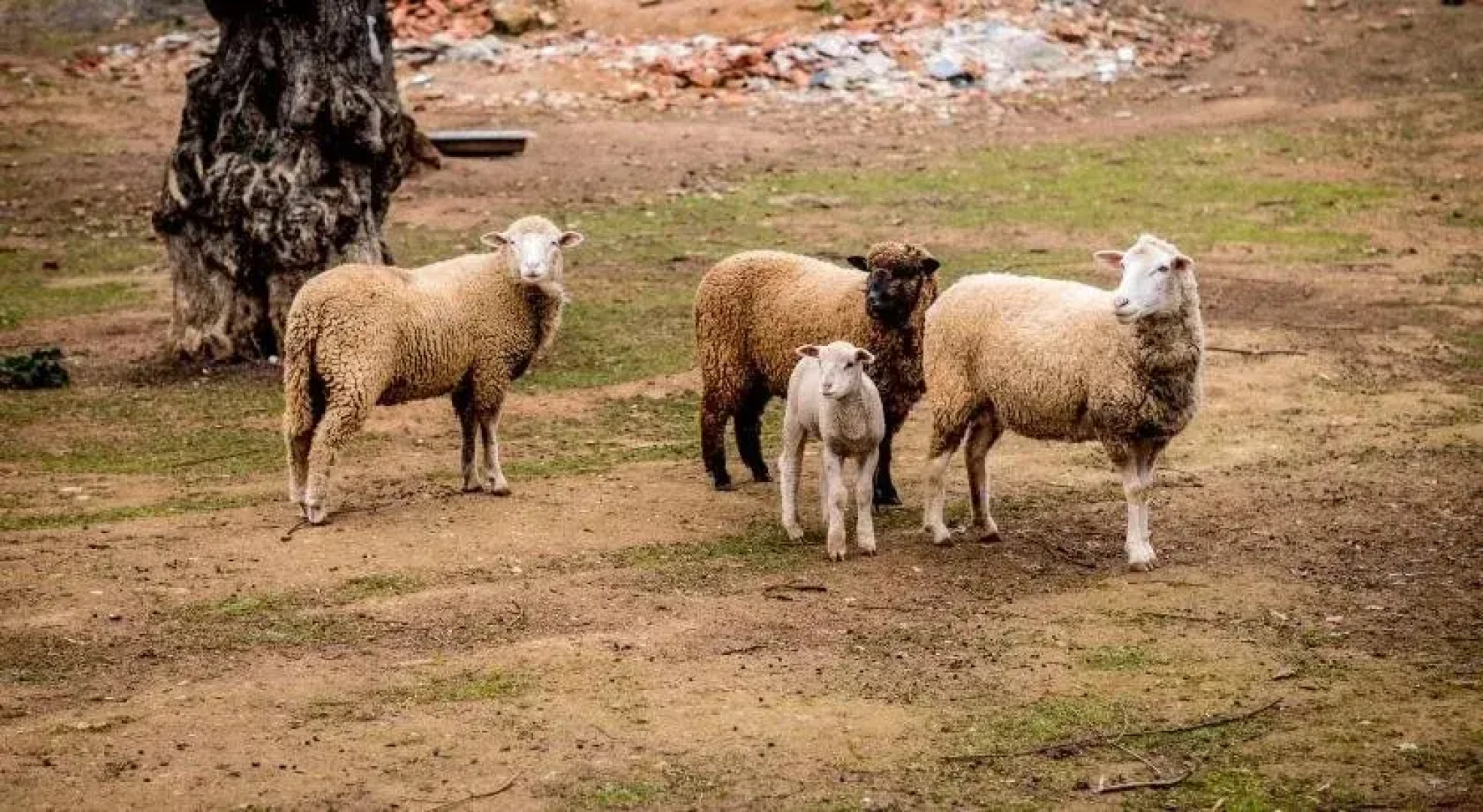 Quinta Manel da Gaita