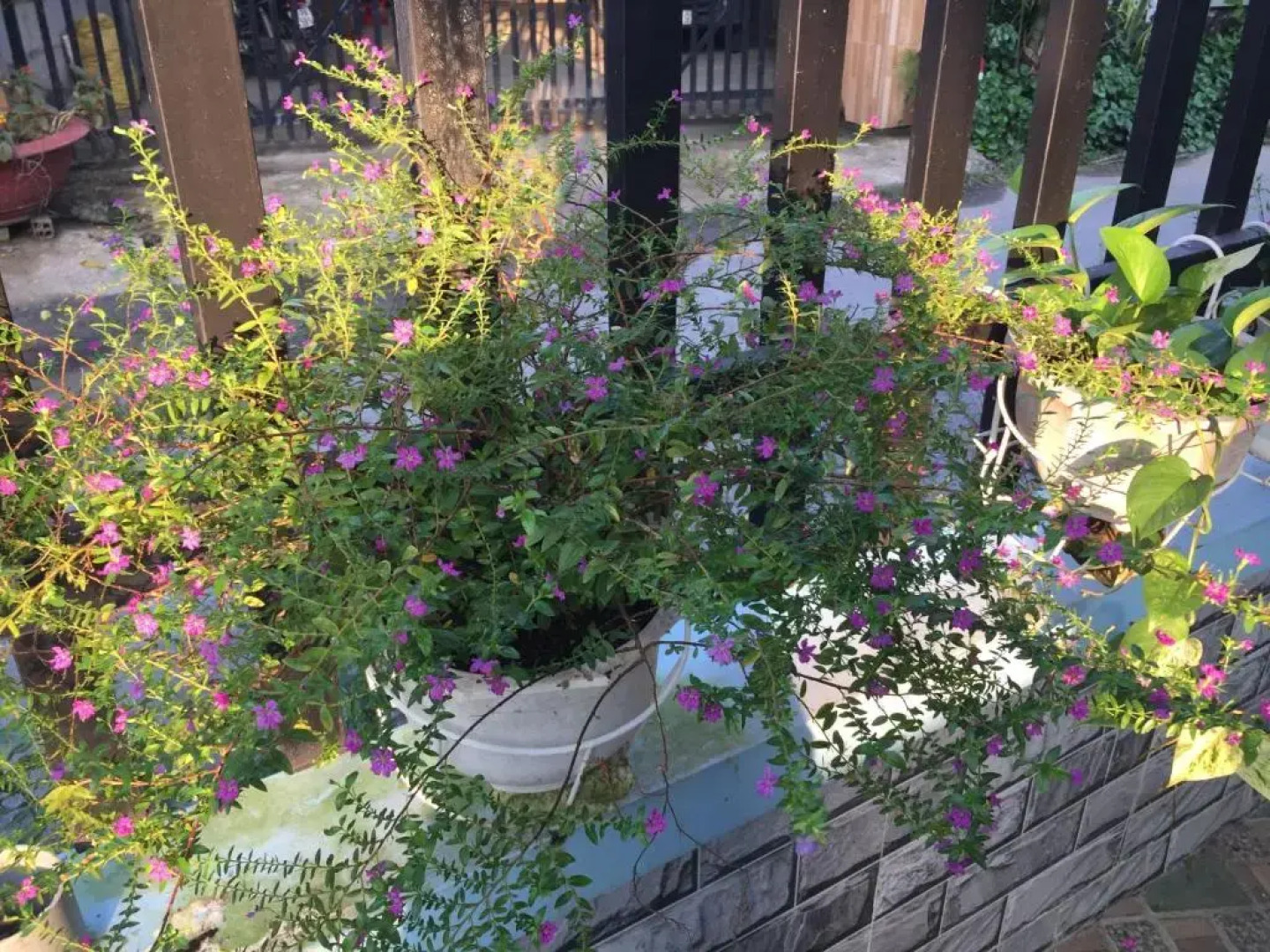 Hòang Hôn Homestay