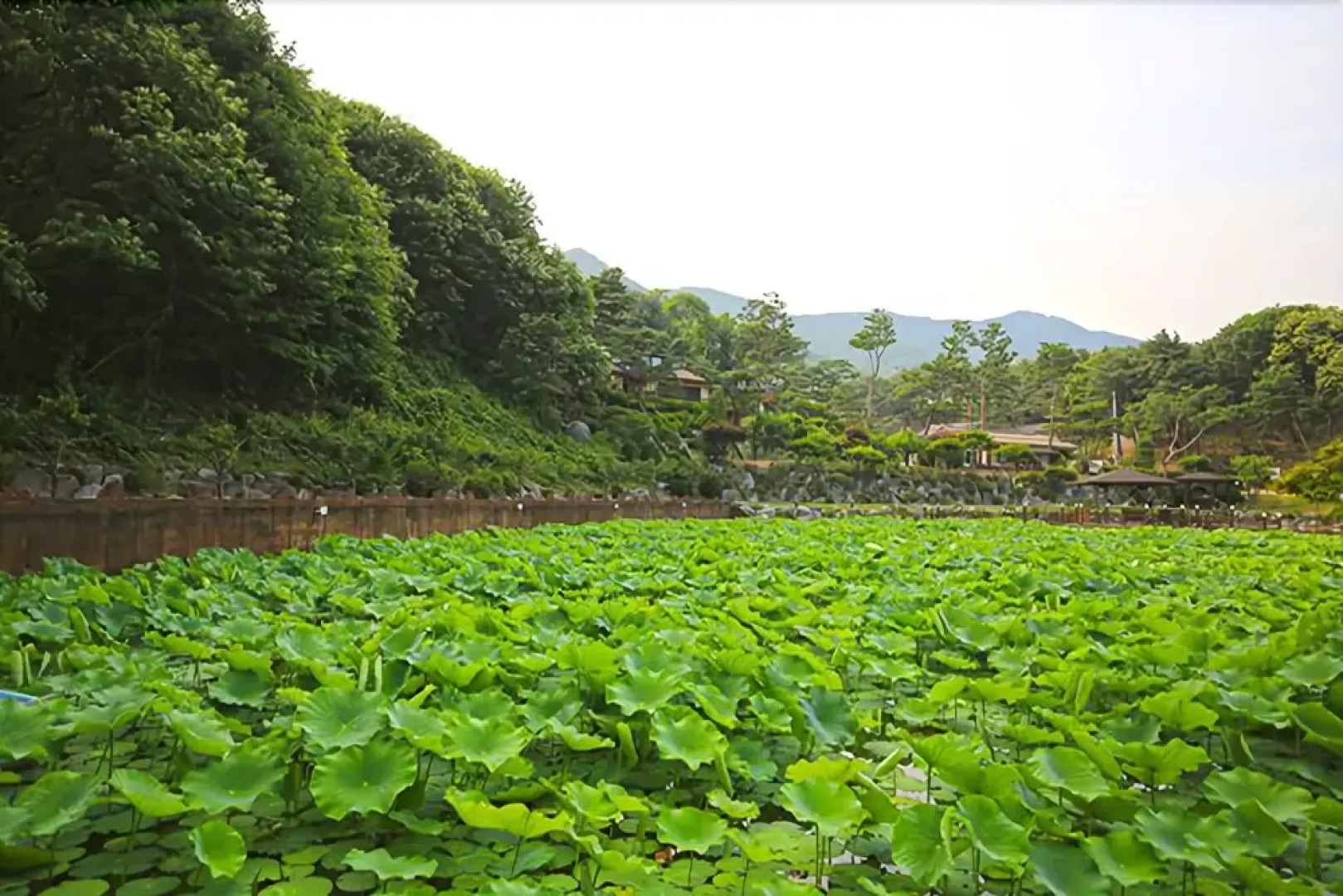 Yeoju Draw a Forest Pension