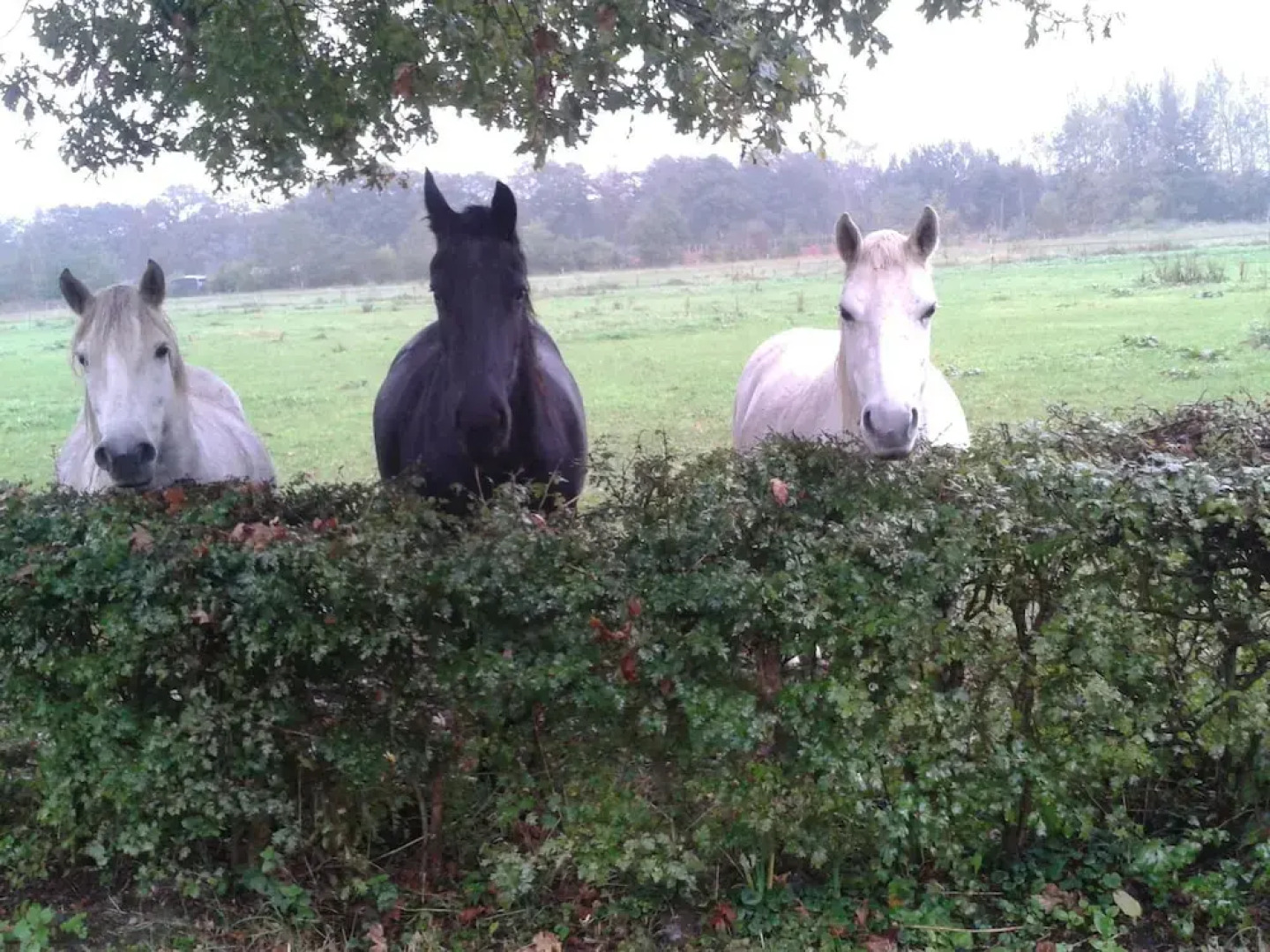 Beautiful Holiday Home in Dwingeloo With Garden