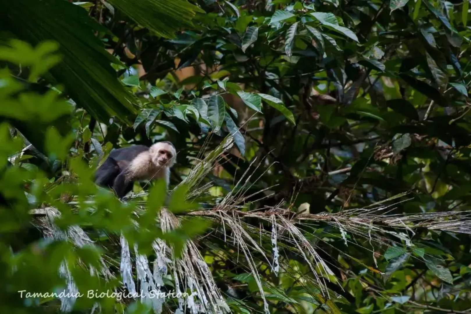 Estación Biológica Tamandua
