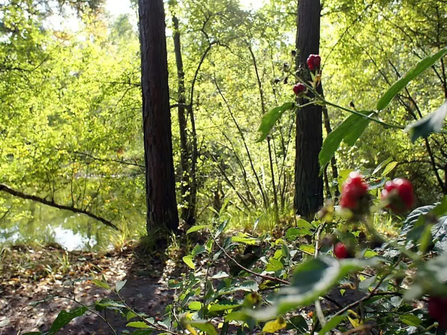 Majestic Apartment in Westerstede