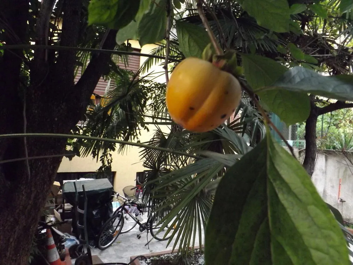 B&B Monteverdi Garden