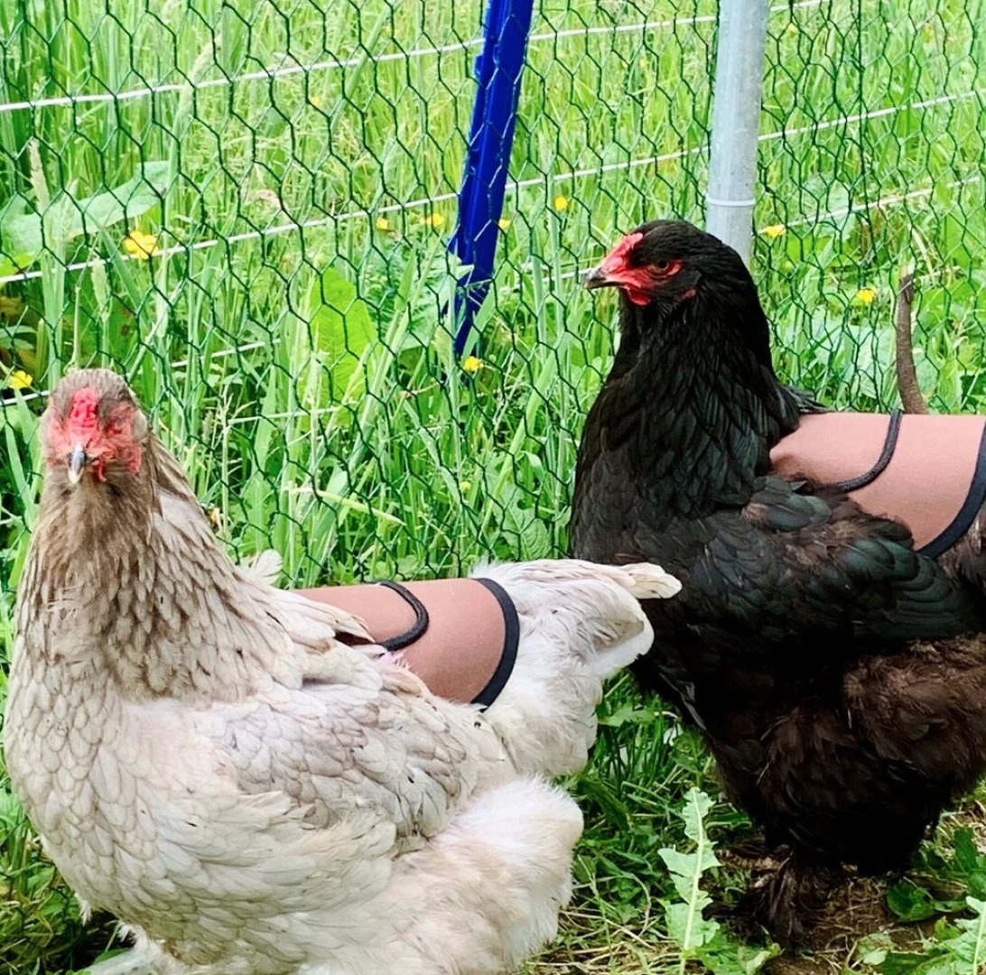 Mill End - Watermill Cottage Set in 30 Acres