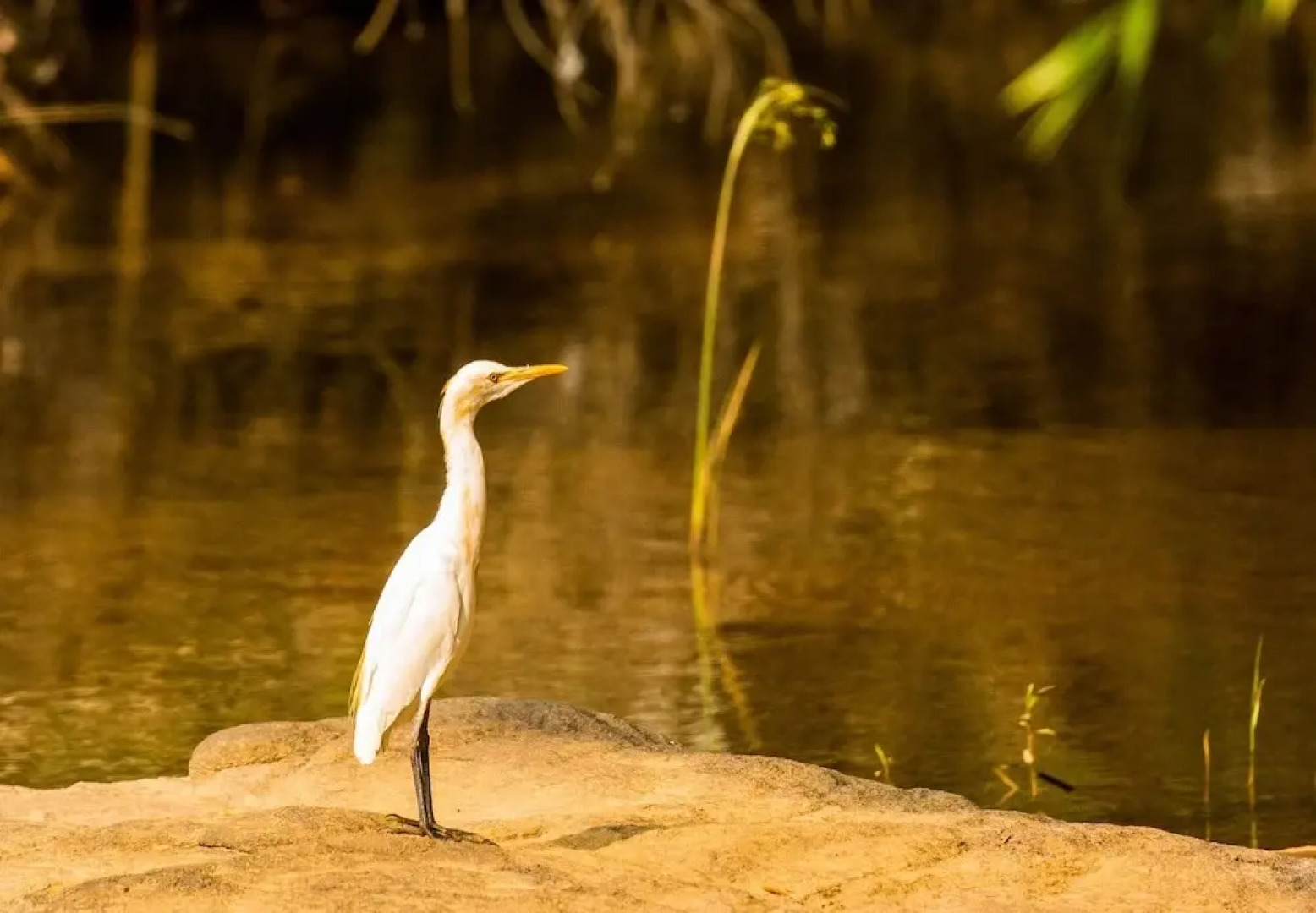 The Quiet by the river