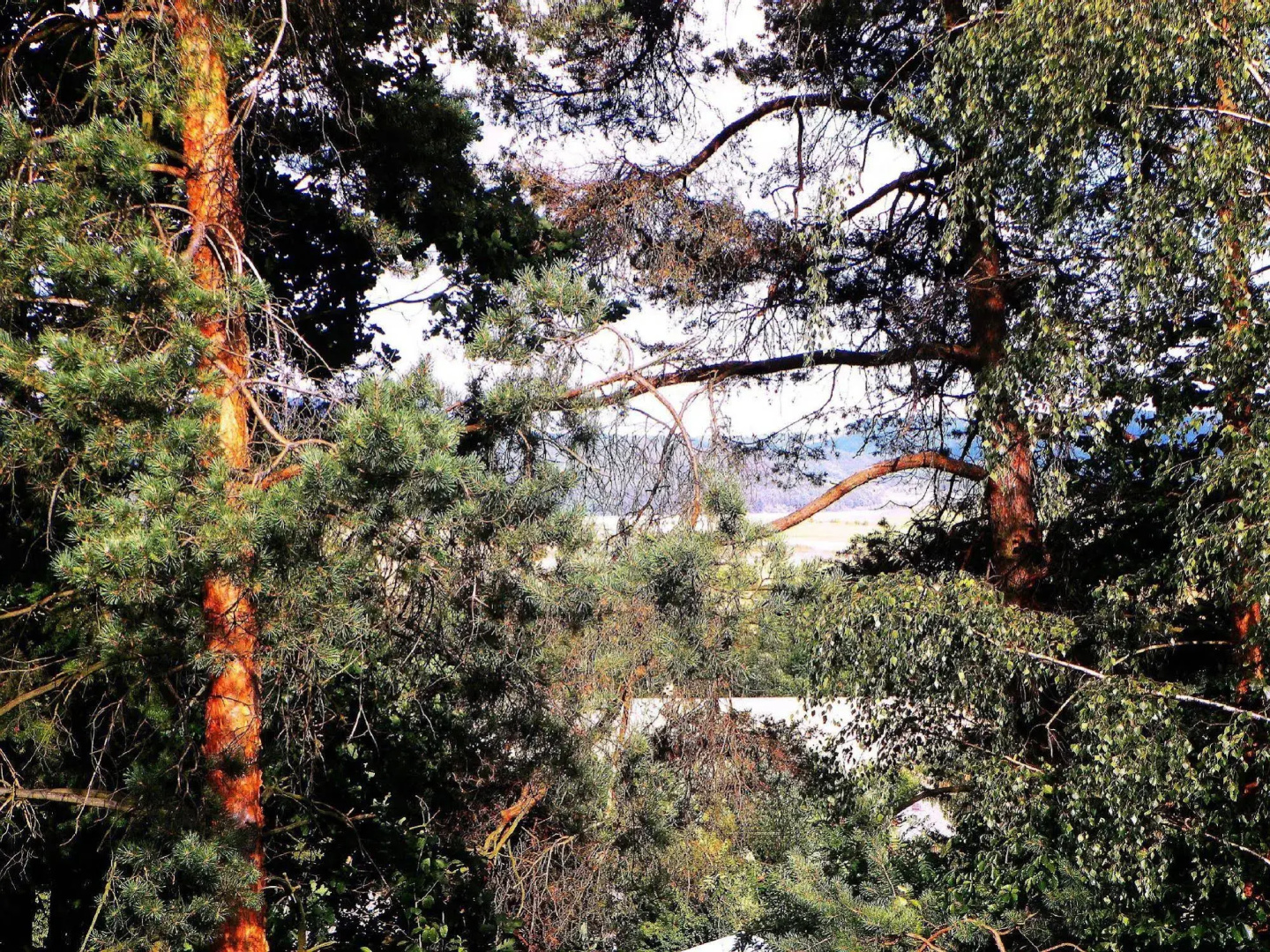 Penzion Bor