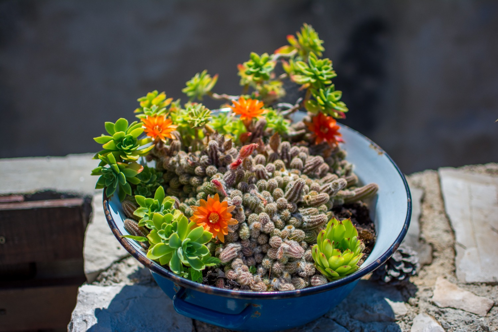 Holiday house Stone - pool house: Babino Polje, Island Mljet