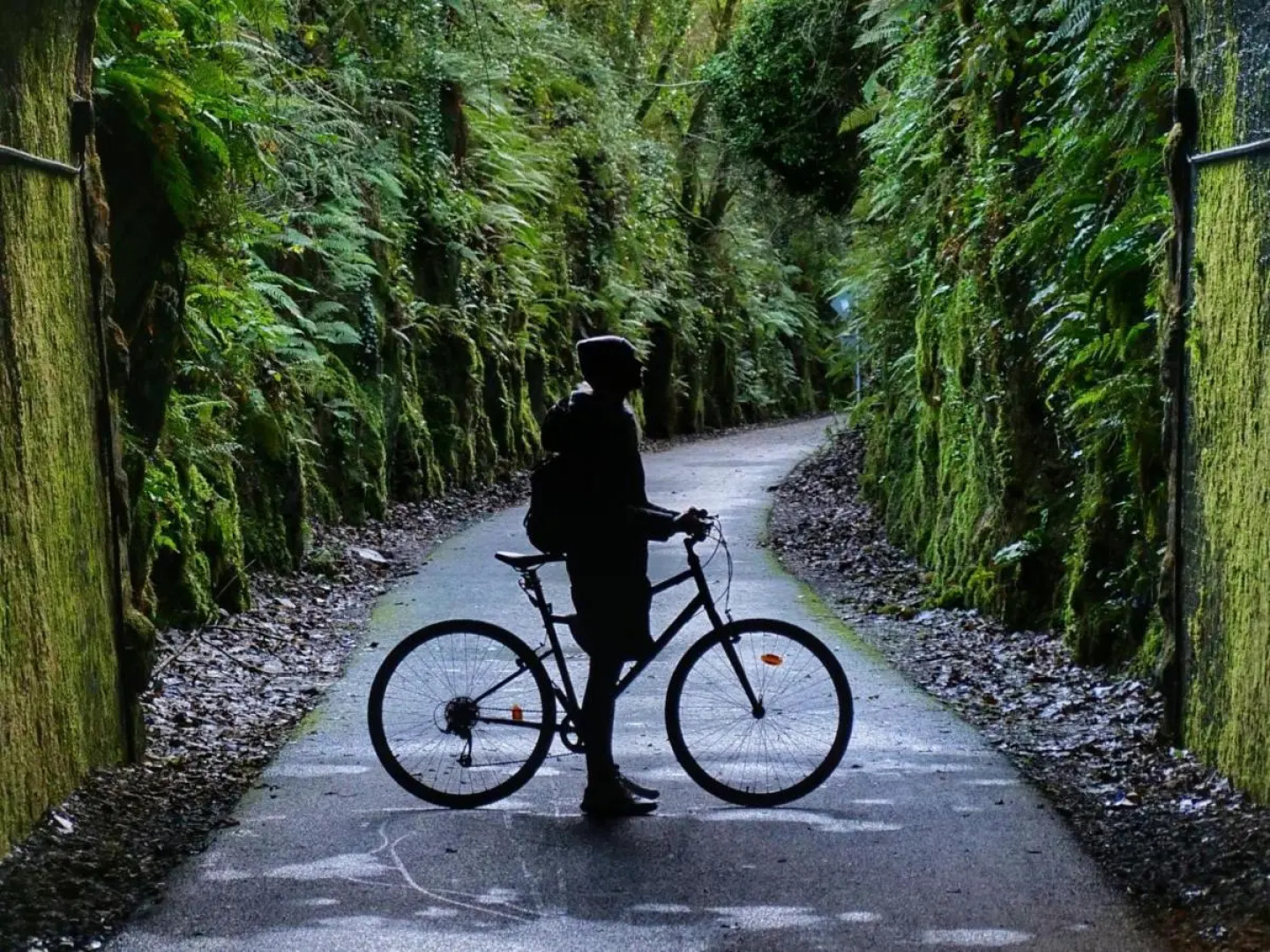 The Forest at Mount Congreve Gardens
