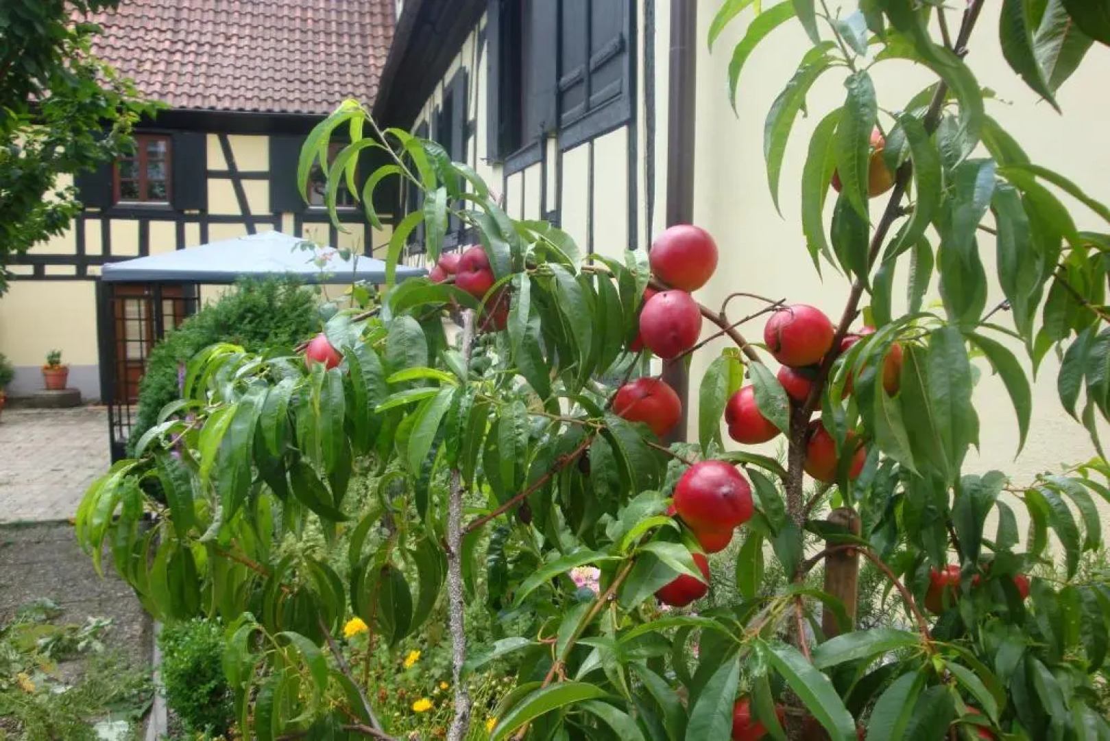 Maison de vacances Alsace - Ferienhaus Elsaß - Holiday house Alsace