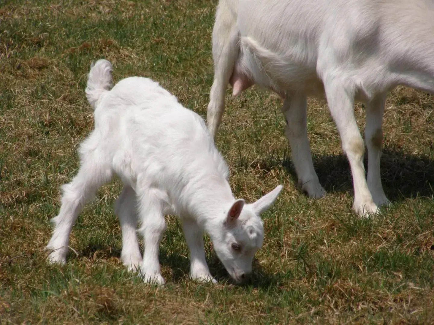 Słoneczna Zagroda - Sunny Ridge Farm