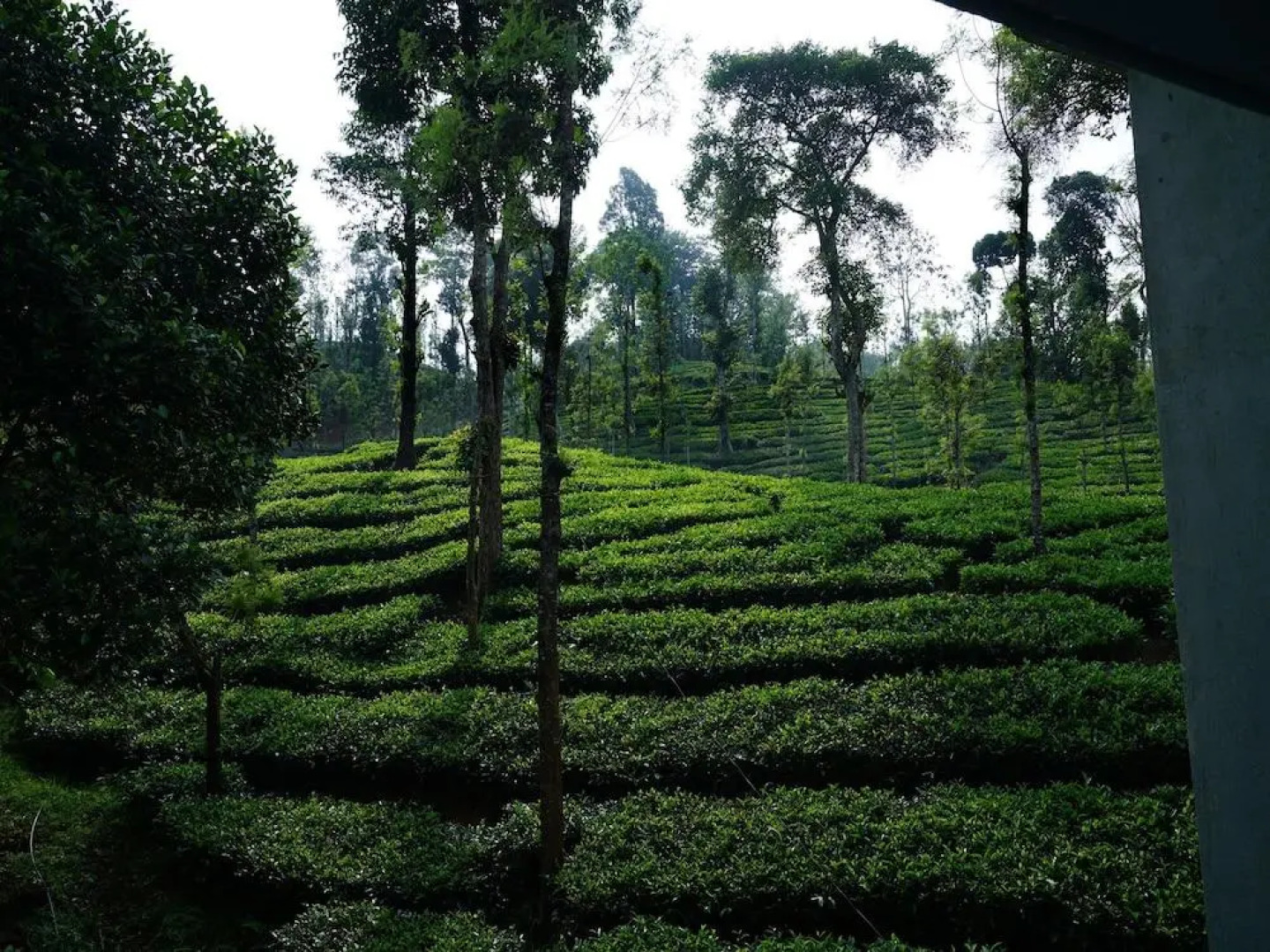 OYO 5024 Mist Heaven Hill Resort