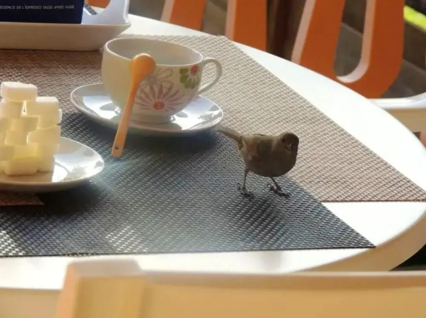 Studio in Sainte-anne, With Pool Access, Enclosed Garden and Wifi - 5