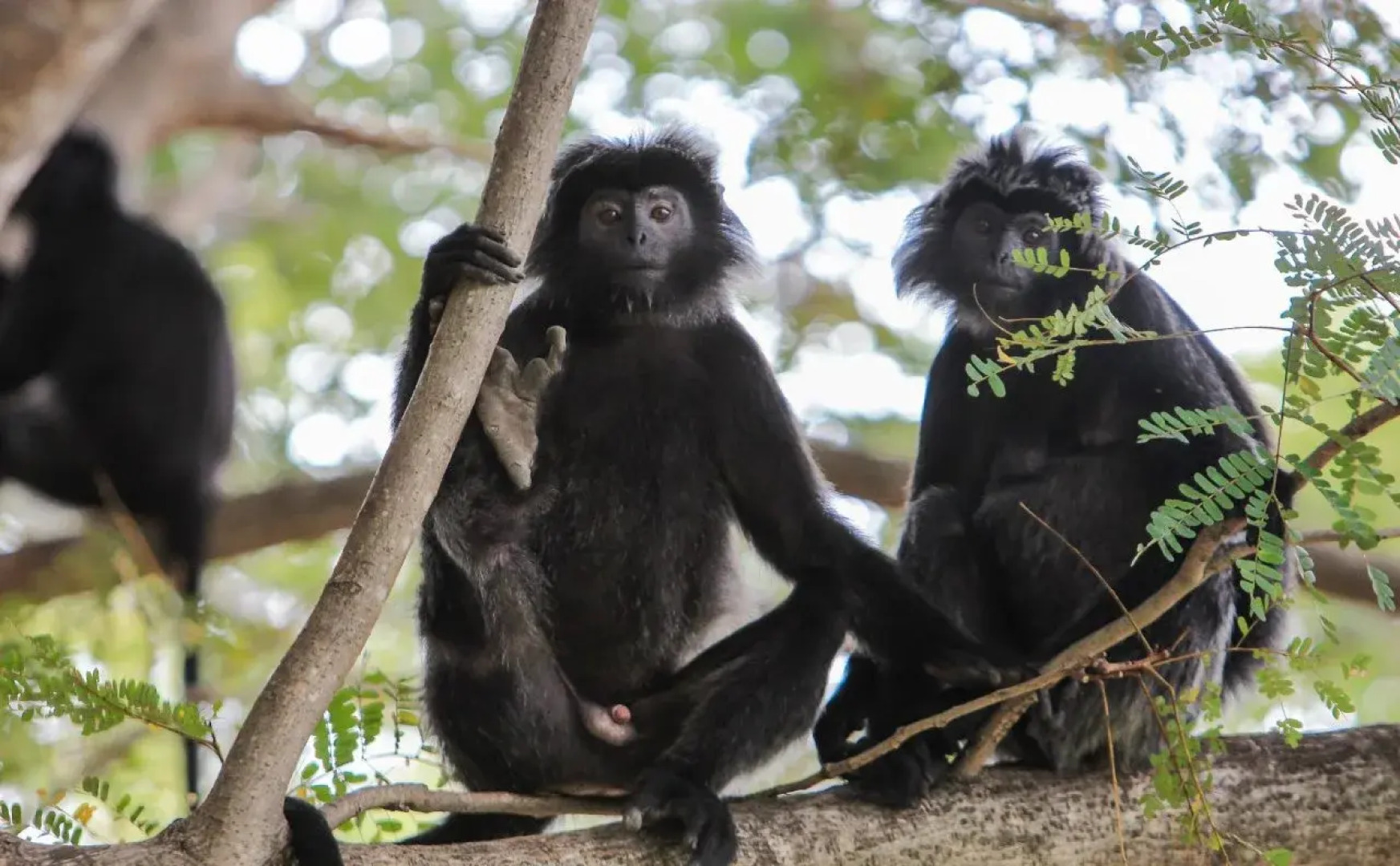 NusaBay Menjangan by WHM