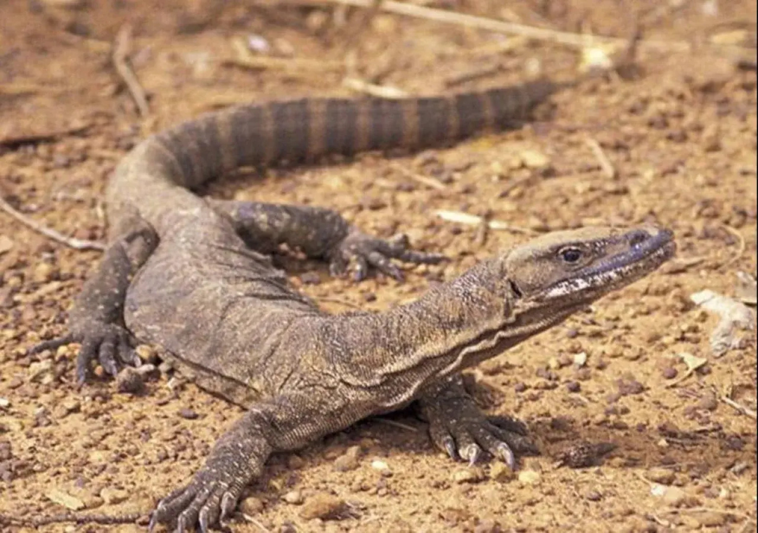Sea Dragon Kangaroo Island