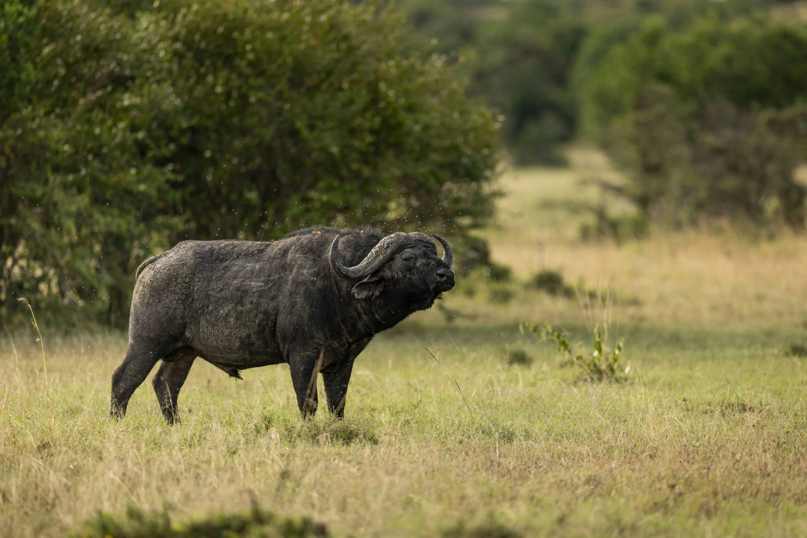The Ritz-Carlton, Masai Mara Safari Camp