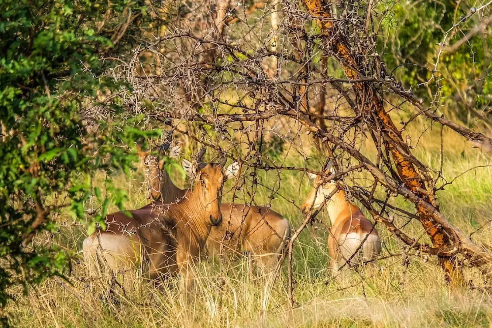 Saadani Safari Lodge - bush, river, beach