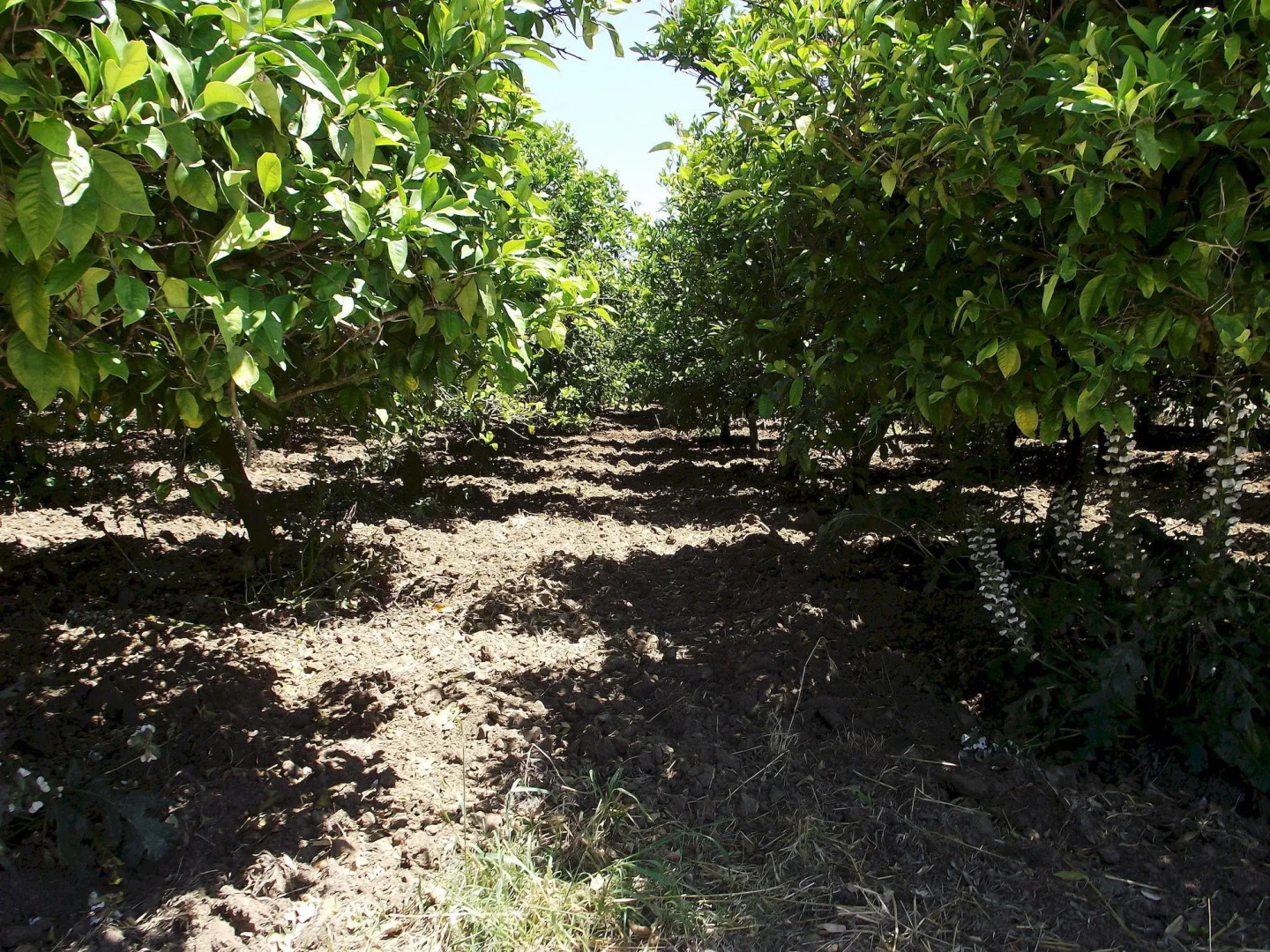 Il Casale Delle Rose