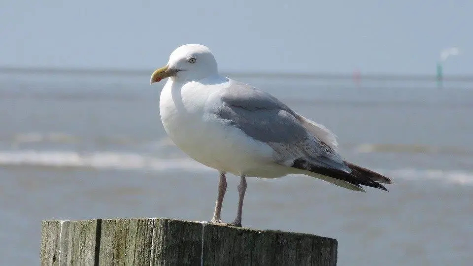 SEAVIEW Studio - OOSTENDE - Type Maastricht - very cosy studio with magnificent seaview from the 7th floor - beachfront