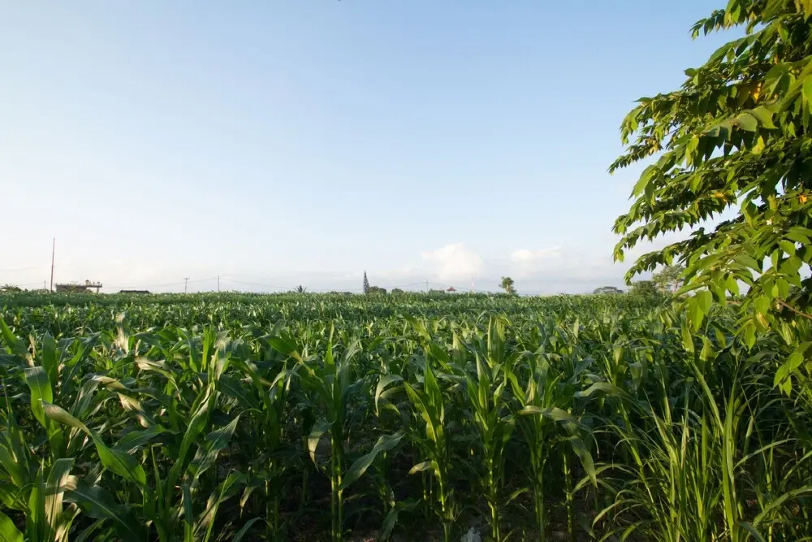 Bona Green House Bali by EPS