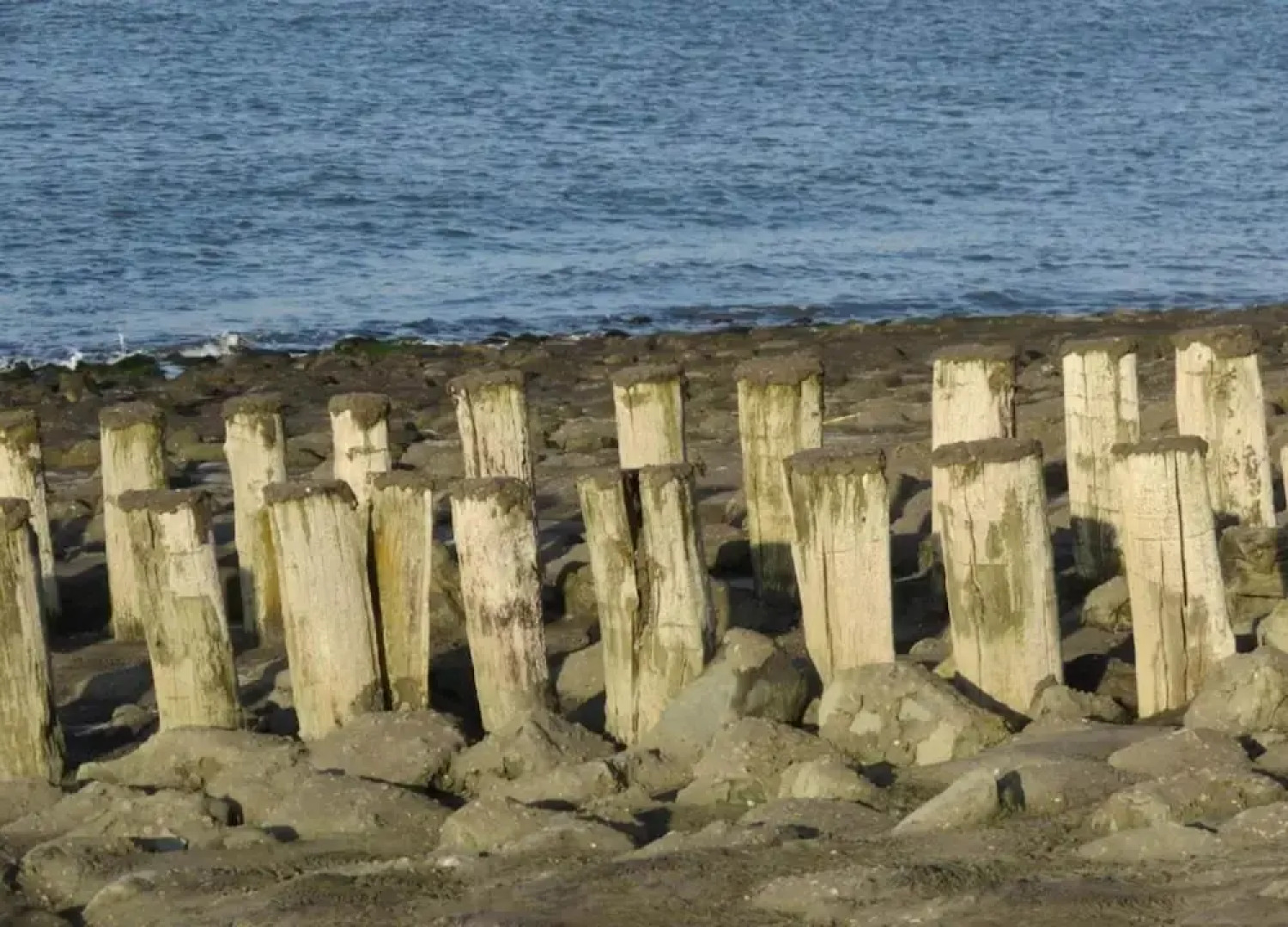 Pet-friendly Escape by the Sea